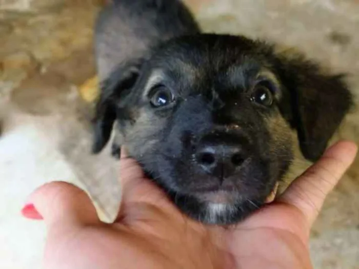 Cachorro ra a Viralatas idade 2 a 6 meses nome Madonna e Rihanna