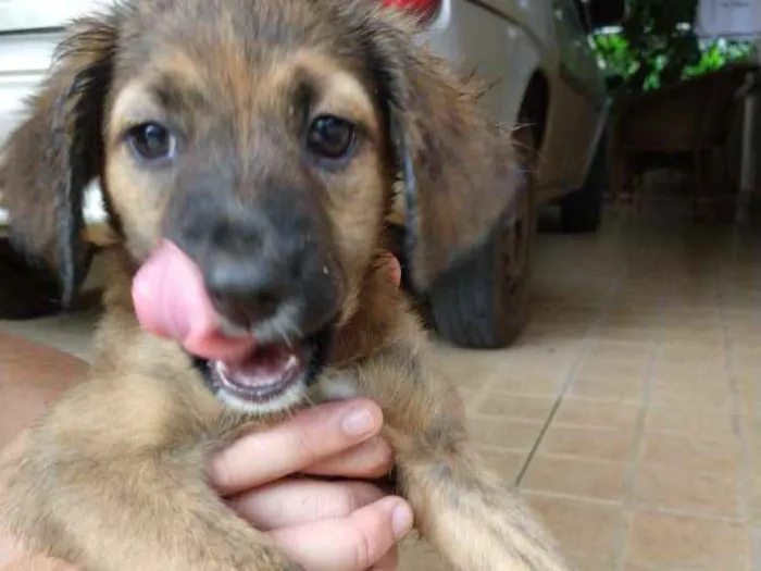 Cachorro ra a Viralatas idade 2 a 6 meses nome Madonna e Rihanna