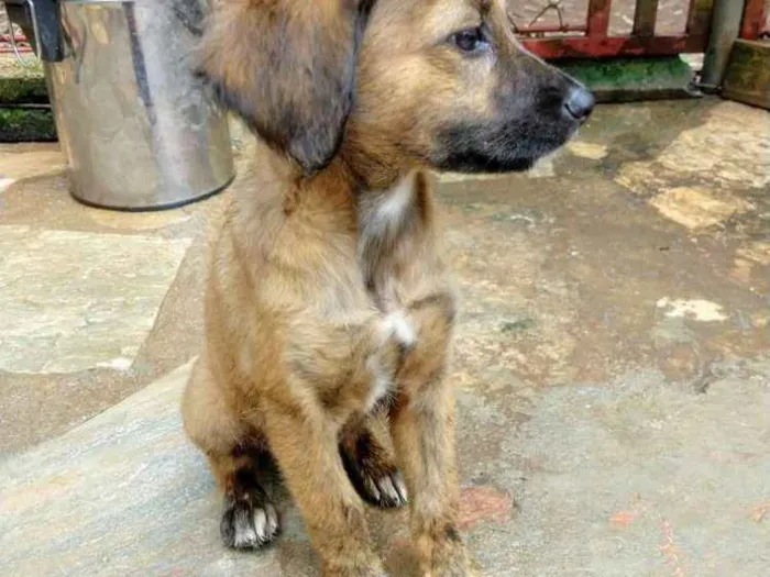Cachorro ra a Viralatas idade 2 a 6 meses nome Madonna e Rihanna
