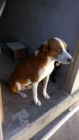Caçulinha 