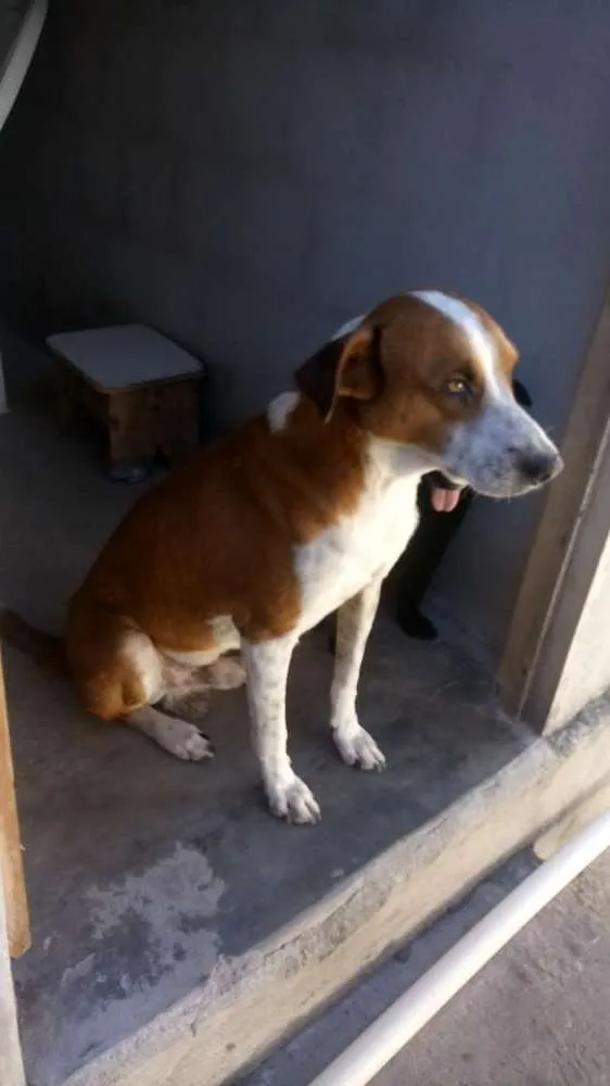 Cachorro raça Desconhecida  idade 5 anos nome Caçulinha 