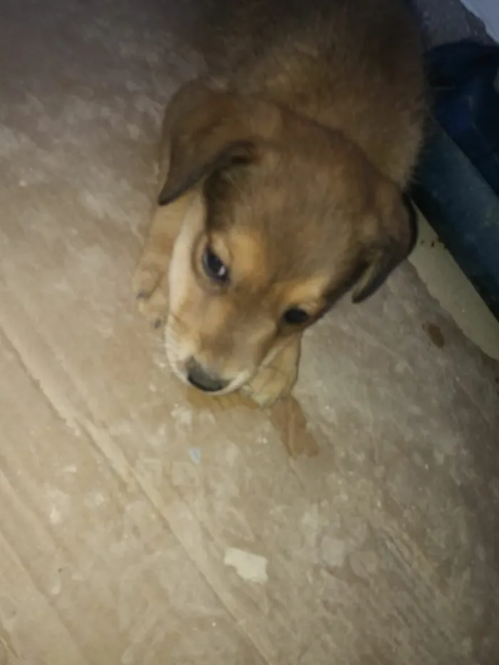 Cachorro ra a Indefinida idade 2 a 6 meses nome Bondoso