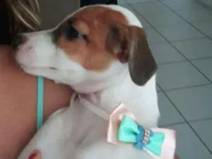 Cachorro raça INDEFINIDA idade 2 a 6 meses nome NINA