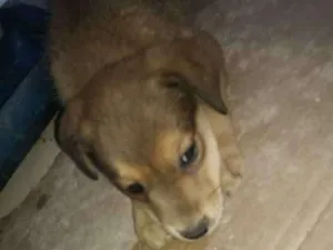Cachorro raça Indefinida idade 2 a 6 meses nome Bondoso