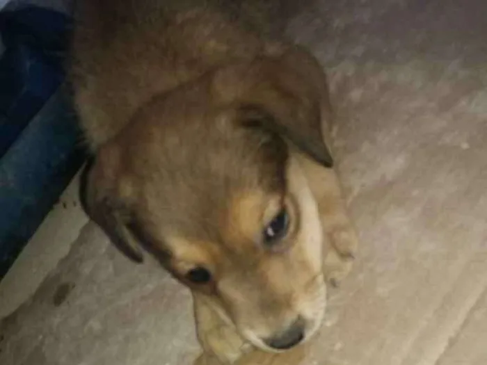 Cachorro ra a Indefinida idade 2 a 6 meses nome Bondoso