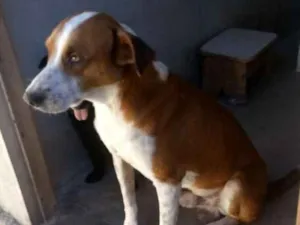 Cachorro raça Desconhecida  idade 5 anos nome Caçulinha 