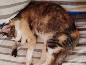 Gato raça  idade 2 a 6 meses nome Sem nome