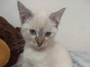 Gato raça Srd idade 2 a 6 meses nome Pipoca