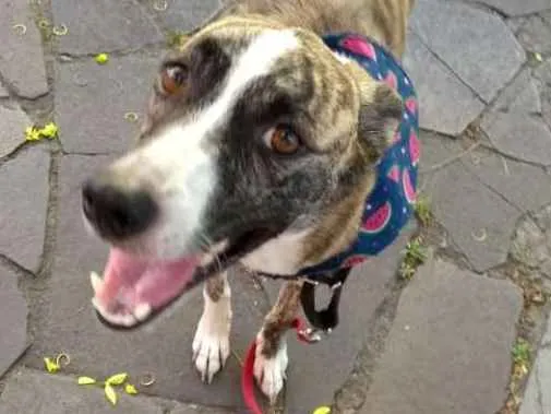 Cachorro ra a Sem raça idade 4 anos nome Yumna