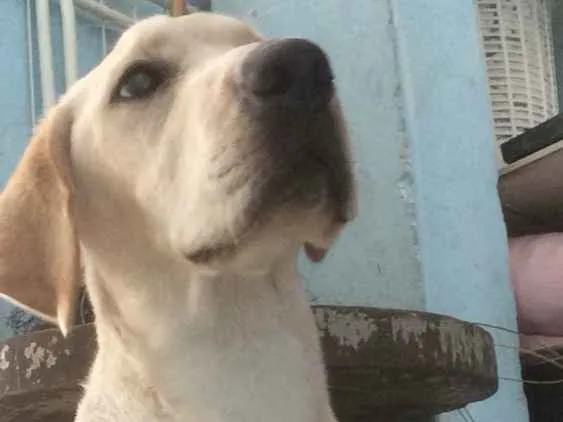 Cachorro ra a Labrador idade 1 ano nome Thomas 