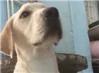 Cachorro raça Labrador idade 1 ano nome Thomas 