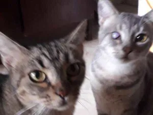 Gato raça Não definida idade 4 anos nome Estela, Belo e Bela