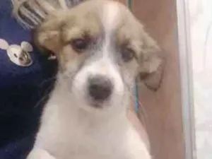 Cachorro raça mista idade 2 a 6 meses nome femeas e machos