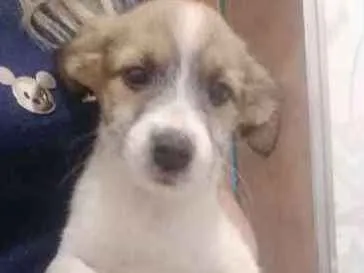 Cachorro ra a mista idade 2 a 6 meses nome femeas e machos