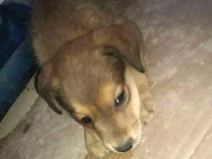 Cachorro ra a Indefinida idade 2 a 6 meses nome Bondoso