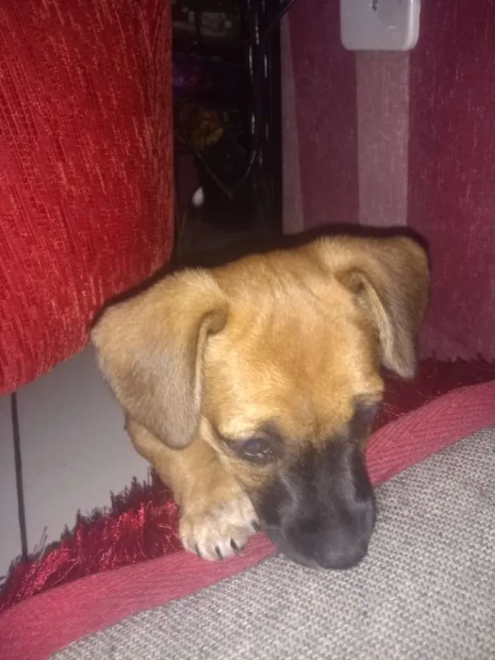 Cachorro ra a SRD idade Abaixo de 2 meses nome Sem nome