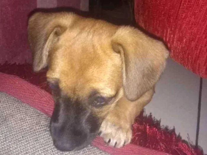 Cachorro ra a SRD idade Abaixo de 2 meses nome Sem nome