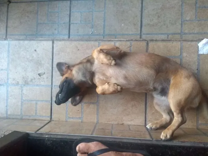 Cachorro ra a SRD idade 3 anos nome Potôco