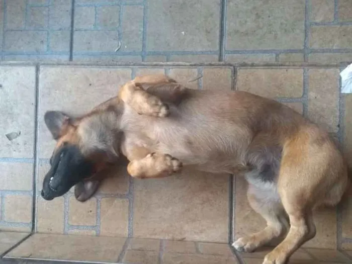 Cachorro ra a SRD idade 3 anos nome Potôco