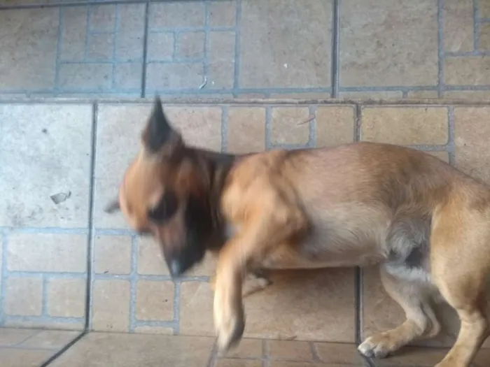 Cachorro ra a SRD idade 3 anos nome Potôco