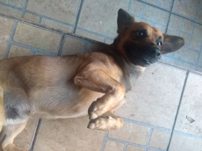 Cachorro ra a SRD idade 3 anos nome Potôco
