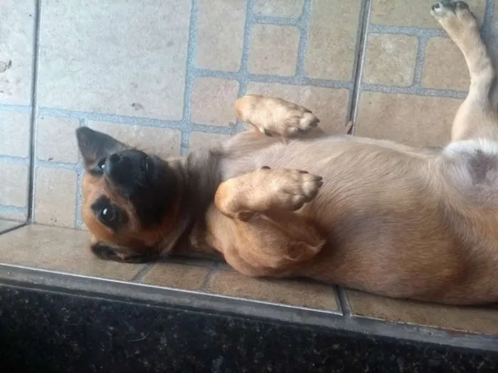 Cachorro ra a SRD idade 3 anos nome Potôco
