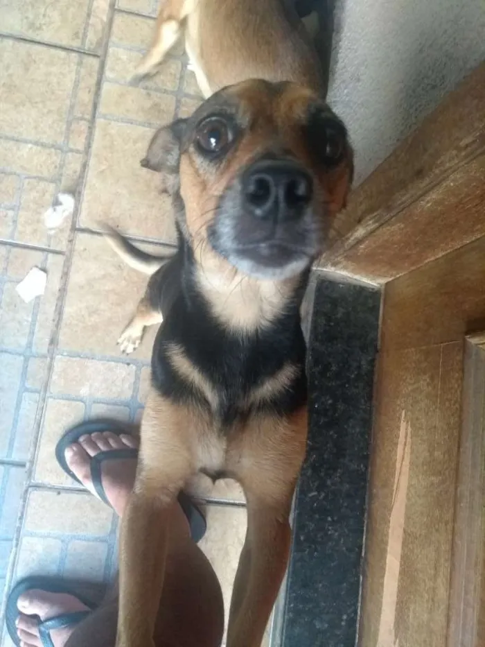 Cachorro ra a SRD idade 4 anos nome Nina