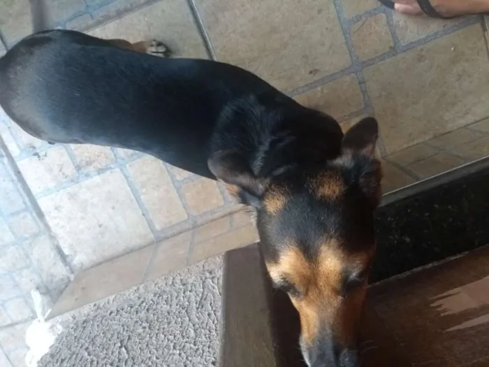 Cachorro ra a SRD idade 4 anos nome Nina