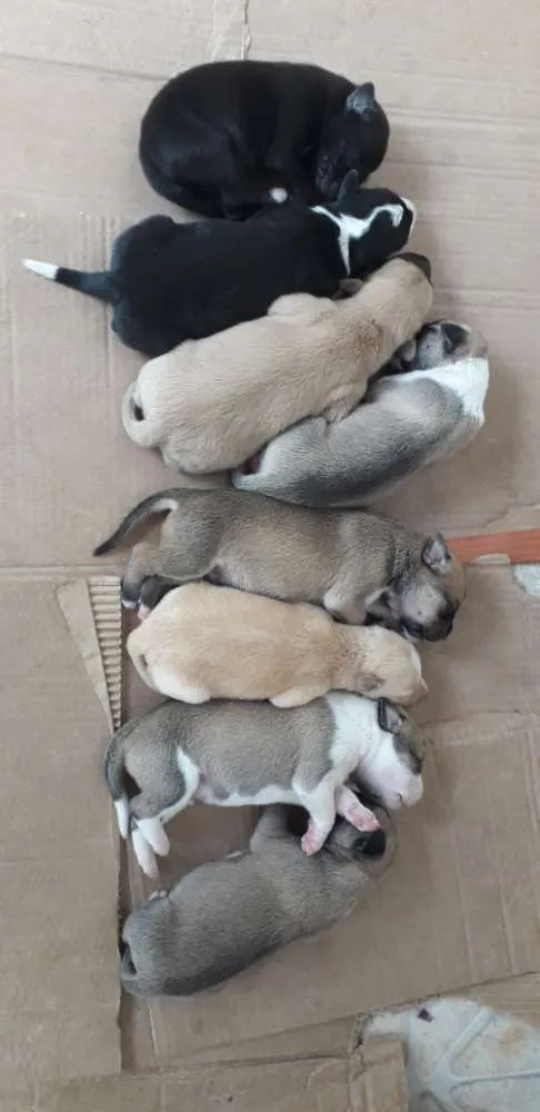 Cachorro raça Sem raça  idade Abaixo de 2 meses nome Sem nome