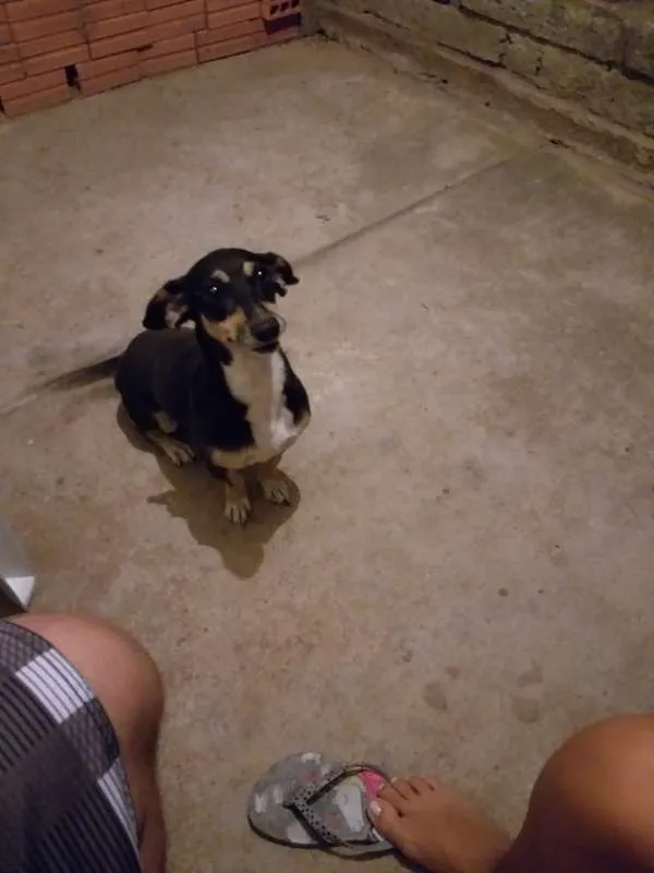 Cachorro ra a Vira-latas idade 5 anos nome Lilika
