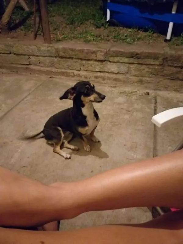 Cachorro ra a Vira-latas idade 5 anos nome Lilika