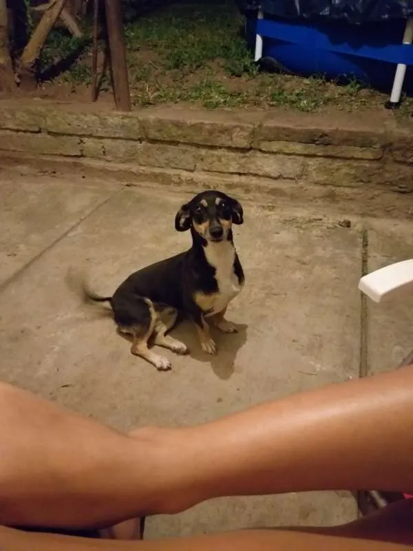 Cachorro ra a Vira-latas idade 5 anos nome Lilika