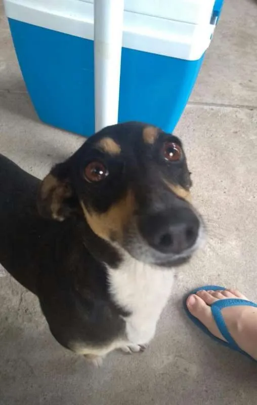 Cachorro ra a Vira-latas idade 5 anos nome Lilika