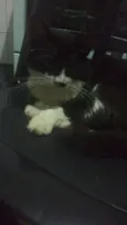 Falcão