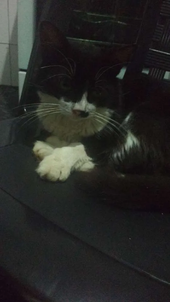 Gato ra a Sem raça idade 2 anos nome Falcão