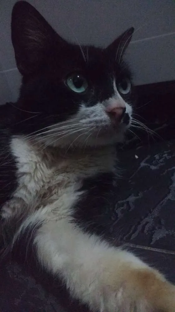 Gato ra a Sem raça idade 2 anos nome Falcão