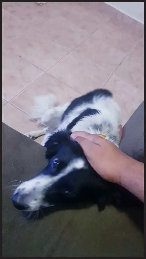 Cachorro ra a SRD idade 1 ano nome SEM NOME