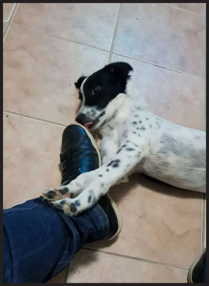 Cachorro ra a SRD idade 1 ano nome SEM NOME