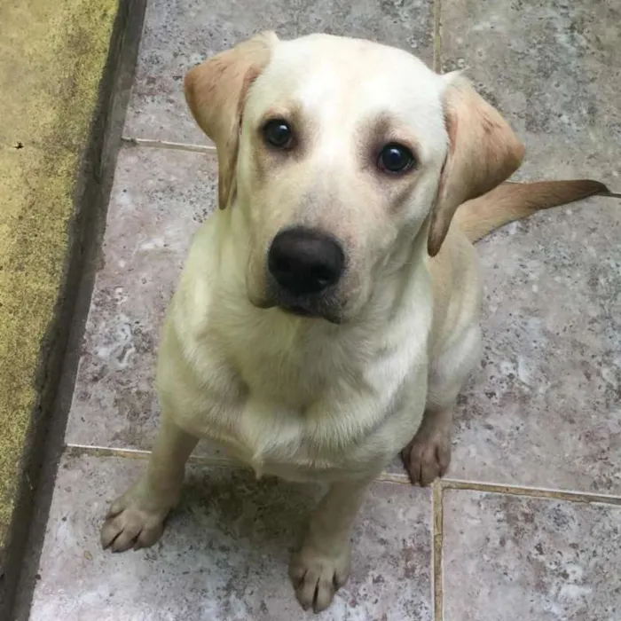 Cachorro ra a Labrador idade 7 a 11 meses nome Spike
