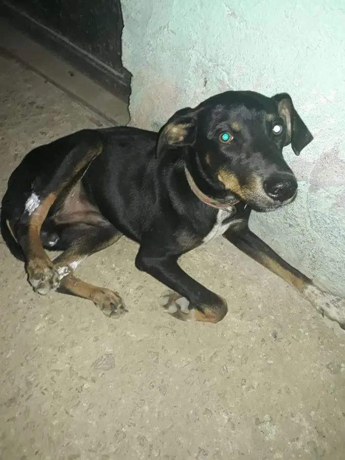 Cachorro ra a Indefinida idade 7 a 11 meses nome Sem nome