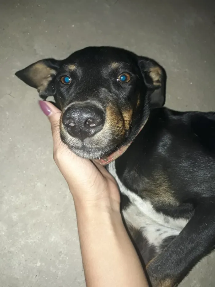 Cachorro ra a Indefinida idade 7 a 11 meses nome Sem nome