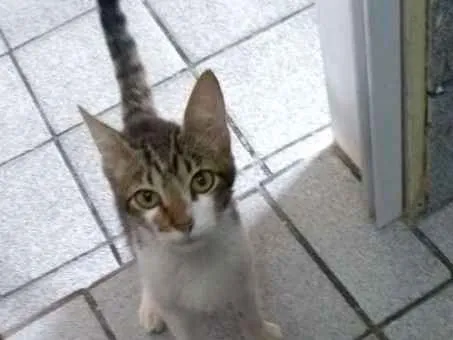 Gato ra a Rajado cinza com branco  idade 2 a 6 meses nome Gabriel