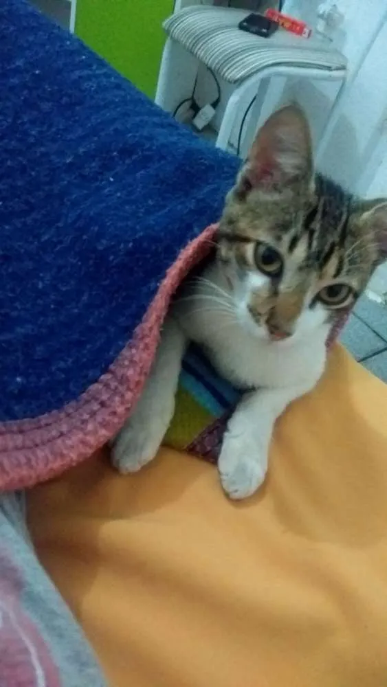 Gato ra a Rajado cinza com branco  idade 2 a 6 meses nome Gabriel