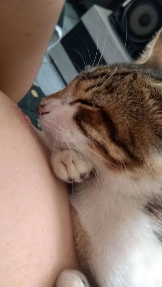 Gato ra a Rajado cinza com branco  idade 2 a 6 meses nome Gabriel
