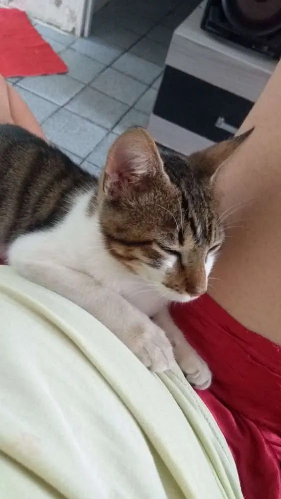 Gato ra a Rajado cinza com branco  idade 2 a 6 meses nome Gabriel