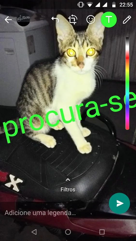 Gato ra a Rajado cinza com branco  idade 2 a 6 meses nome Gabriel