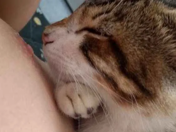 Gato ra a Rajado cinza com branco  idade 2 a 6 meses nome Gabriel