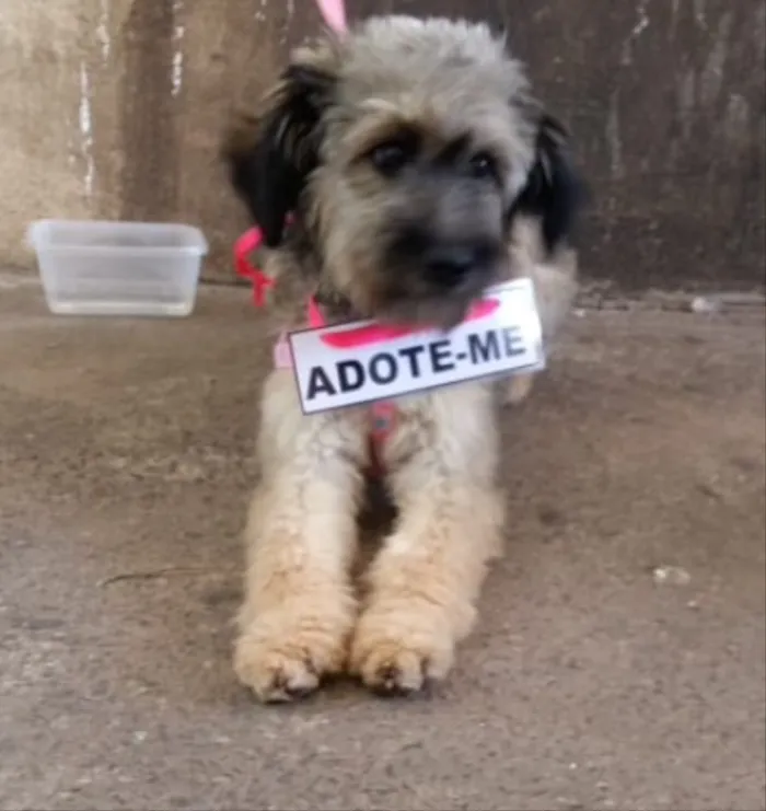 Cachorro ra a Mestiça idade 2 anos nome Dhara