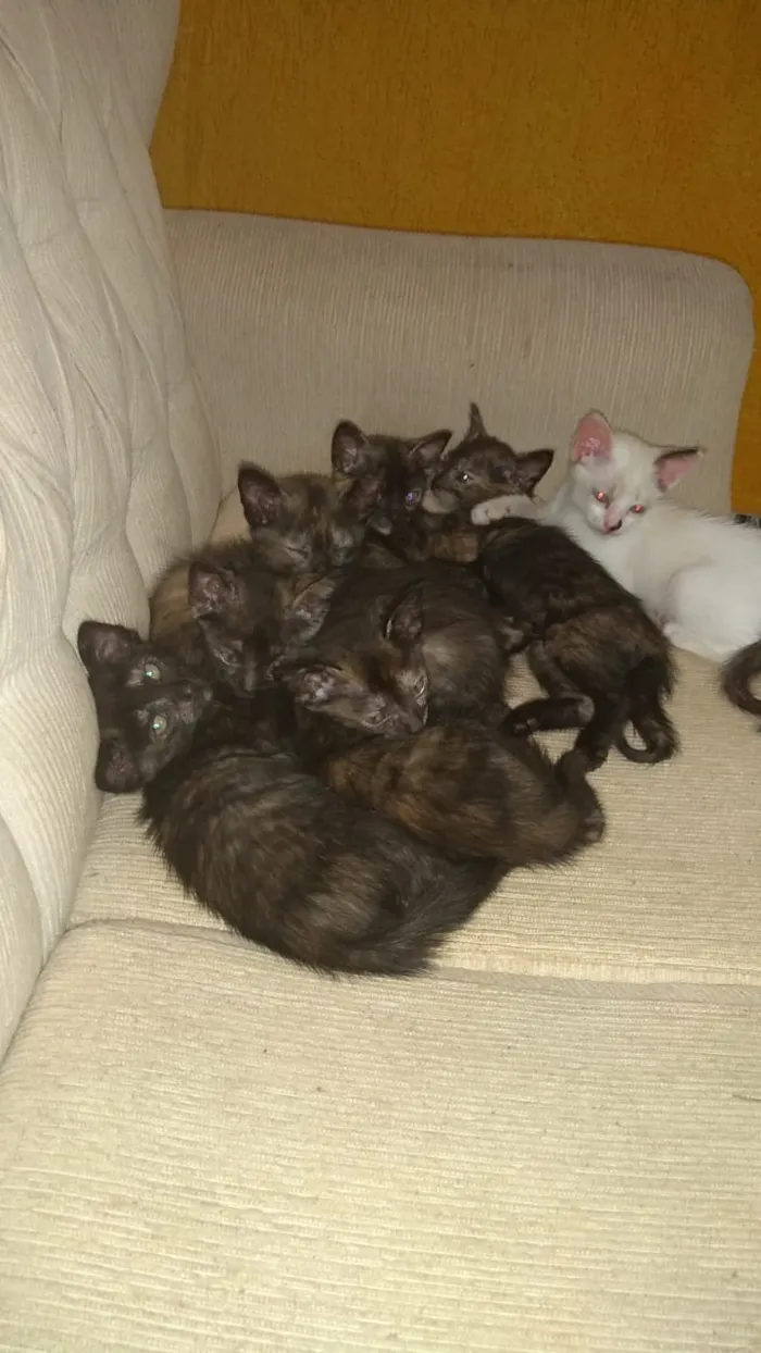 Gato ra a  idade Abaixo de 2 meses nome filhotinhos