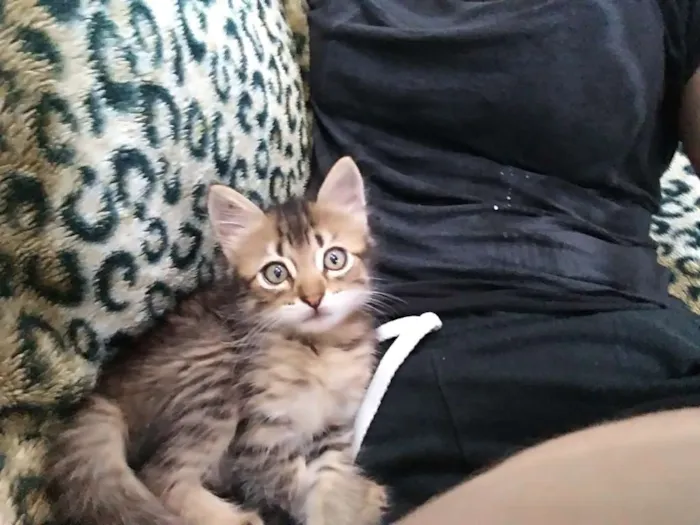 Gato ra a Srd idade Abaixo de 2 meses nome Hanna
